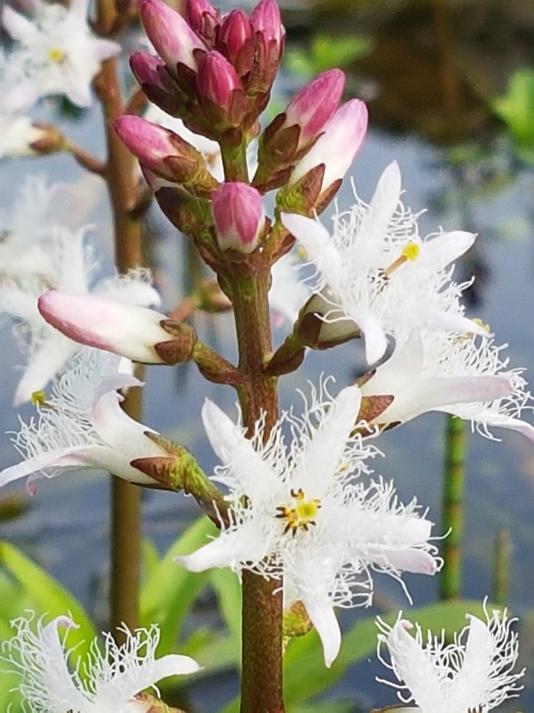 Bukkeblad sine utrolige detaljer i blomstene