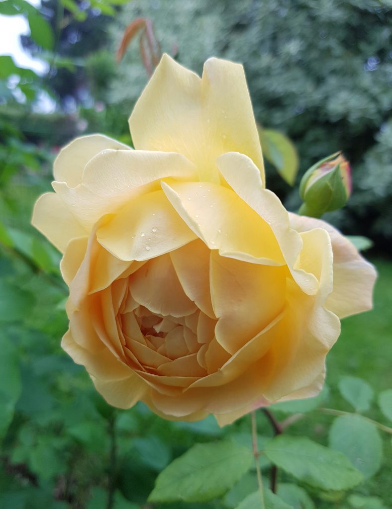 Austin rose