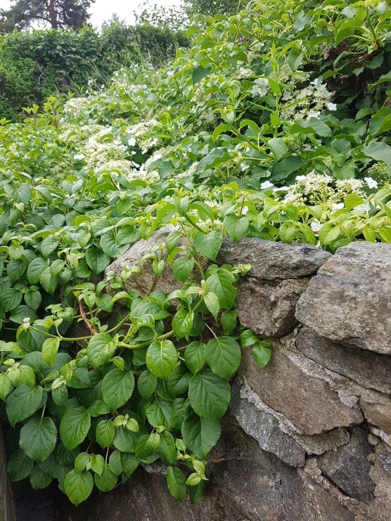 Klatrehortensia klatrer godt på fjell og mur.