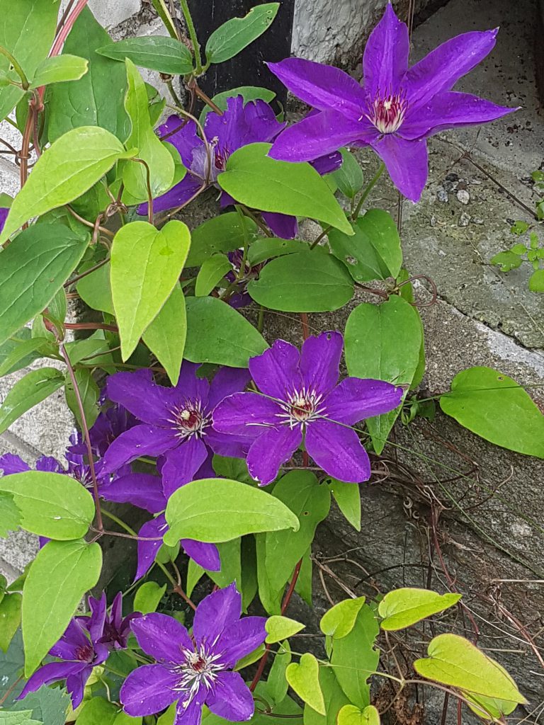 Clematis "The President"