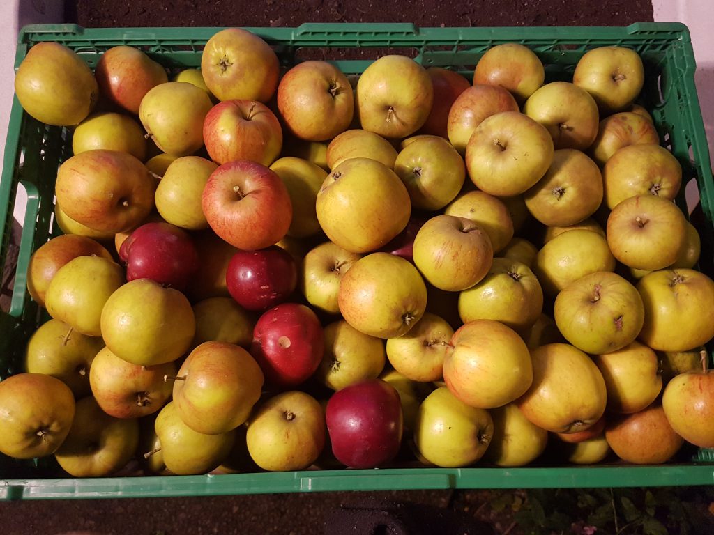 En kasse med Ripston epler (noen enkle Rød Torstein som fulgte med)