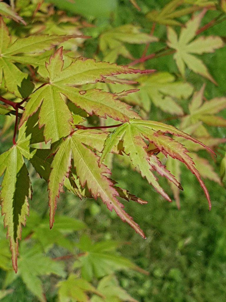 Alle nye blader starter med en rød kant rundt bladet før de blir grønne.