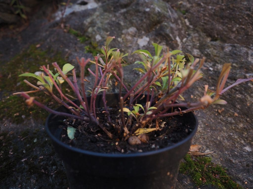 cosmos atrosanguineus
