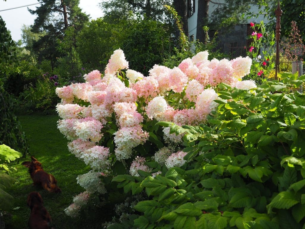 Hortensiabusk