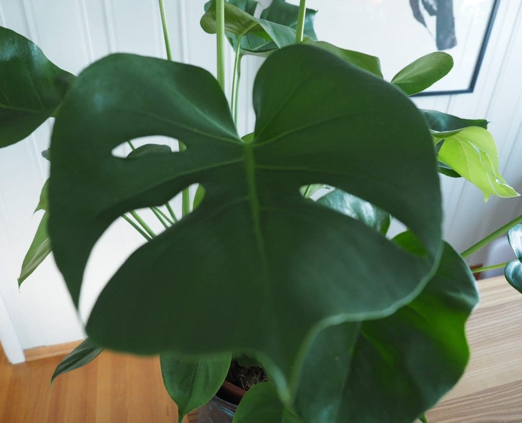 vask av grønne planter Vindusblad