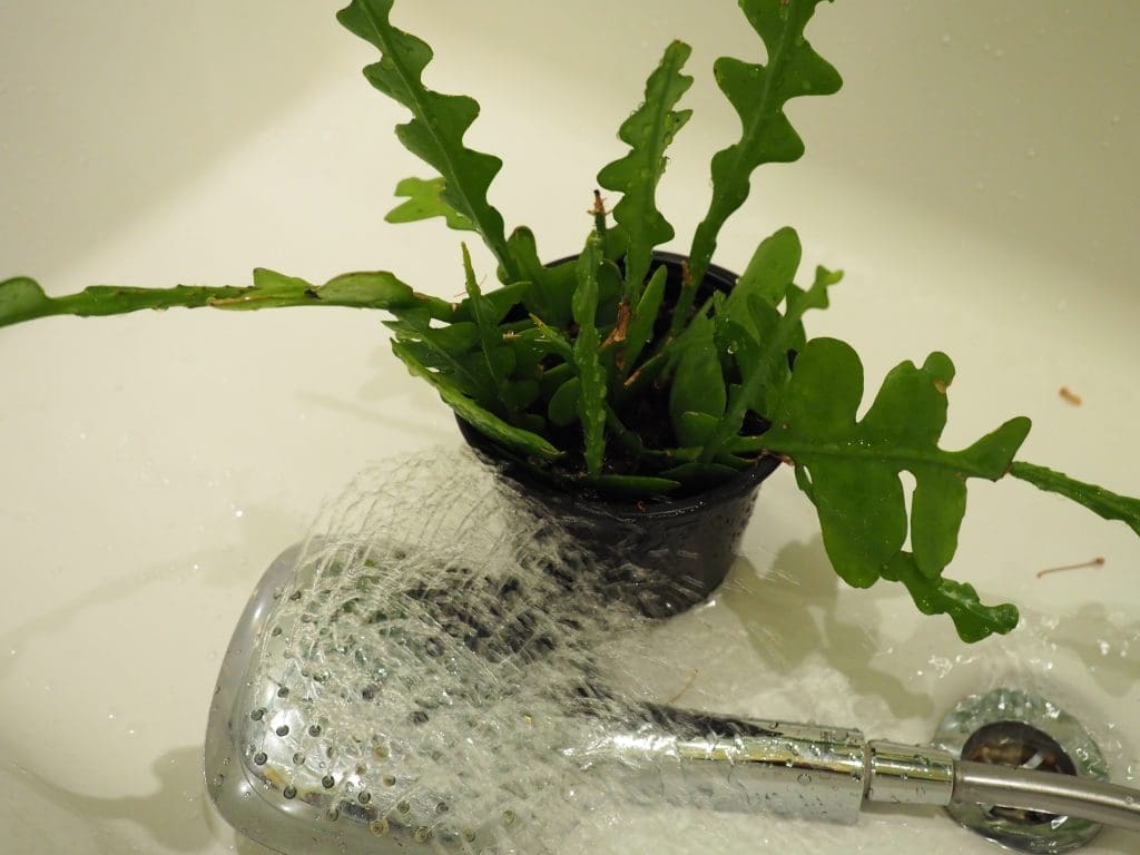 vask av grønne planter vask av grønne planter