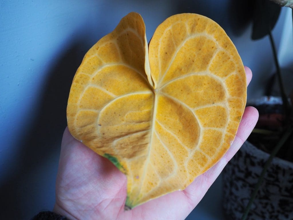 Anthurium