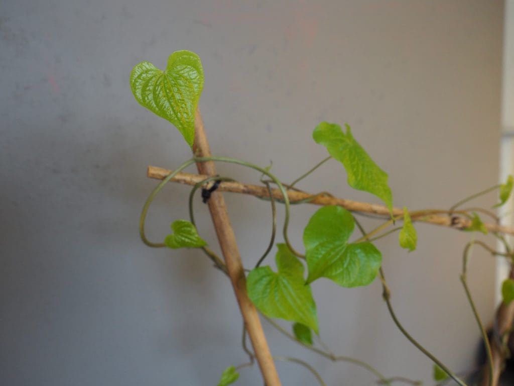 Testudinaria