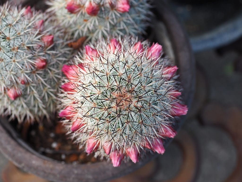kaktus i blomst