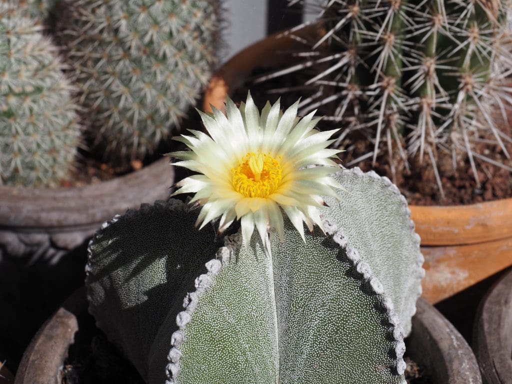 Astrophytum