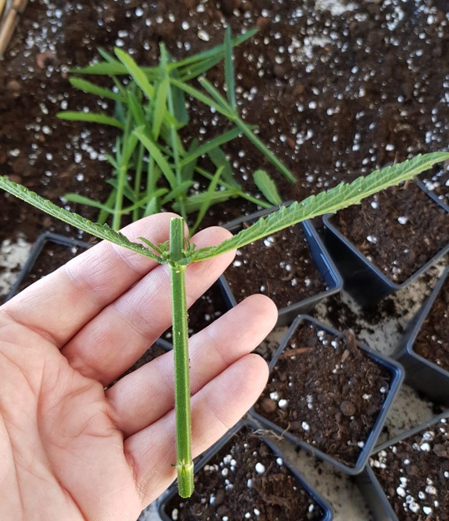 verbena bonariensis