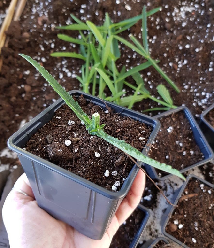 verbena bonariensis