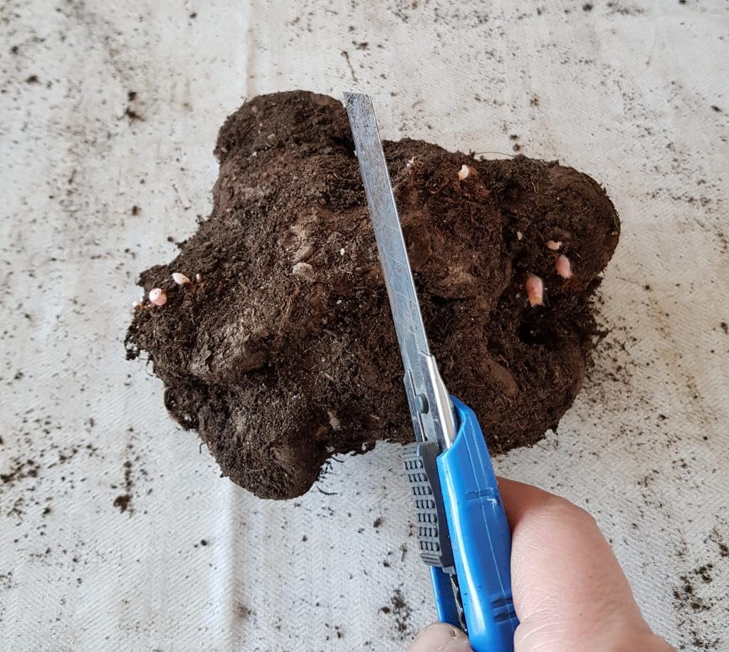 Deling av begoniaknoll