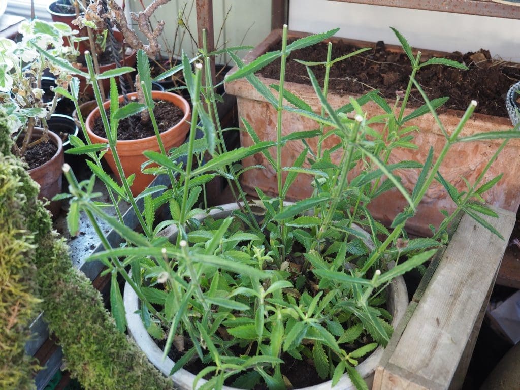 Verbena bonariensis