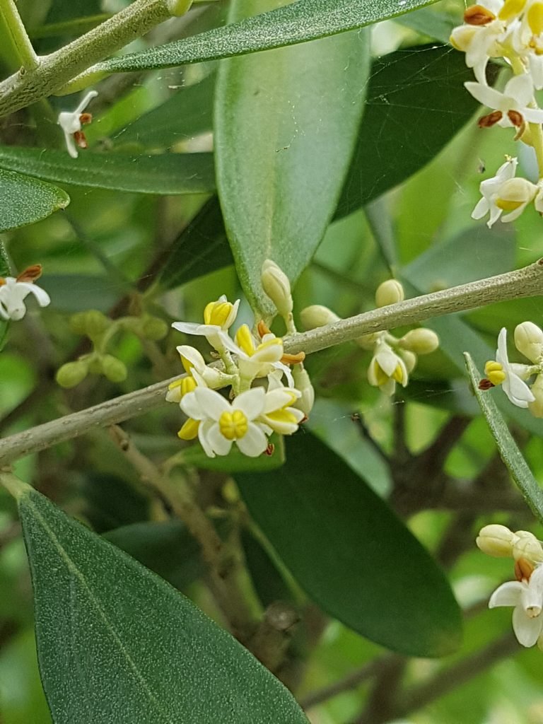oliven blomstrer