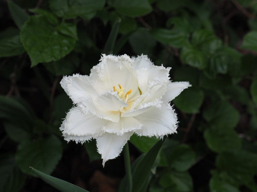 plante blomsterløk