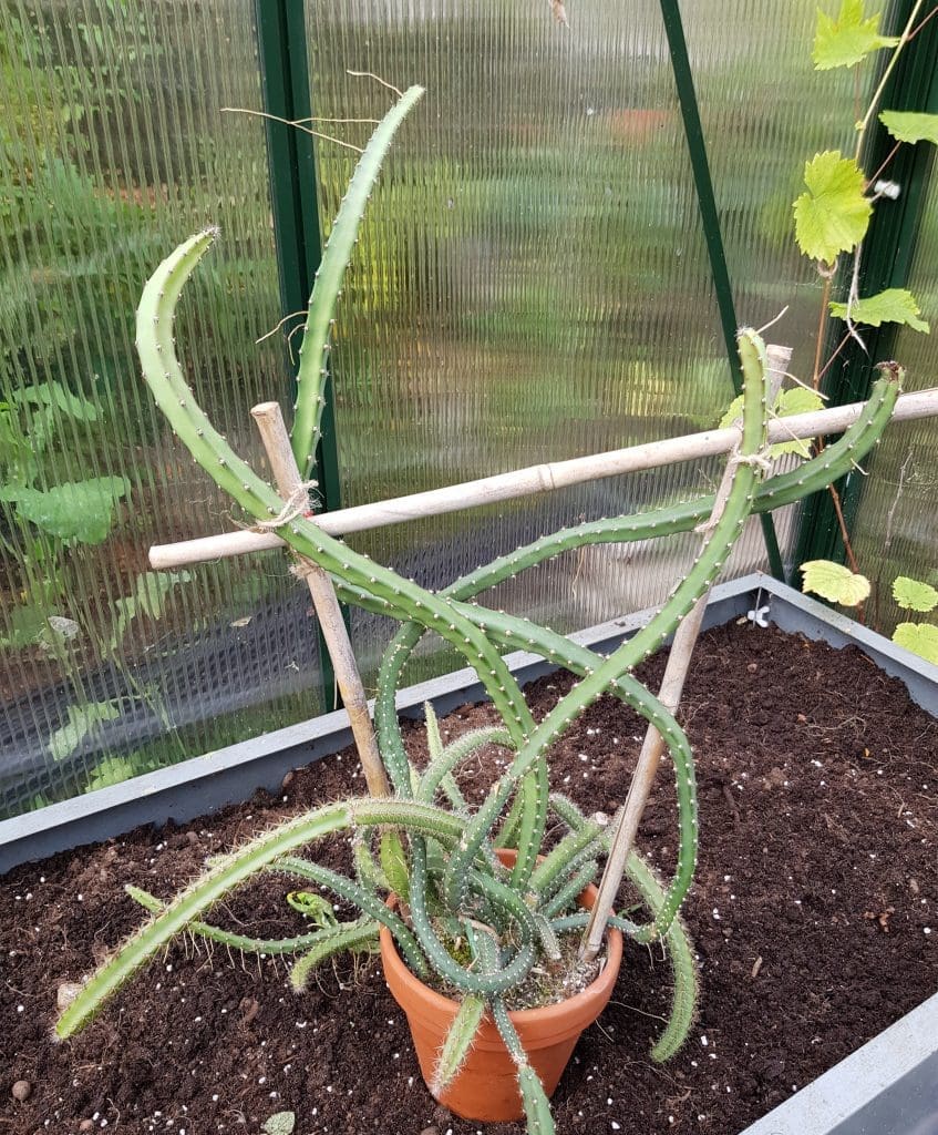 Selenicereus grandiflorus