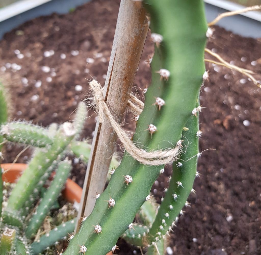 Selenicereus grandiflorus