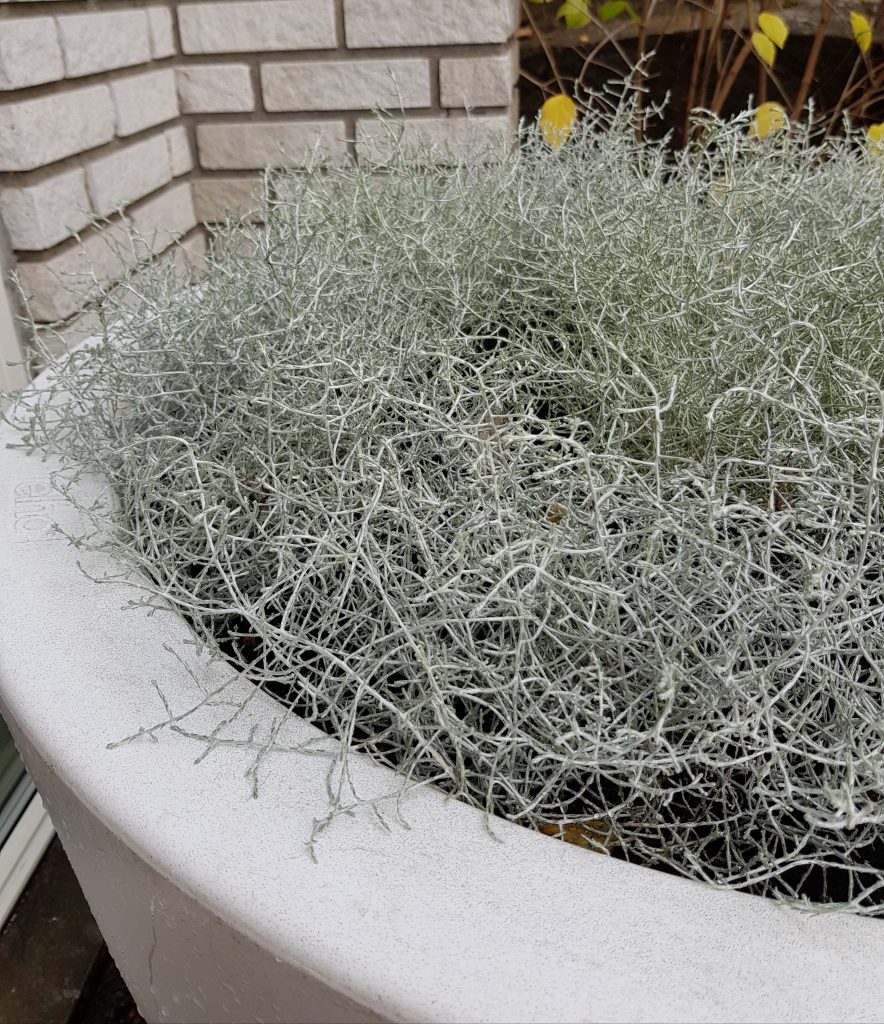 sølvtråd plante