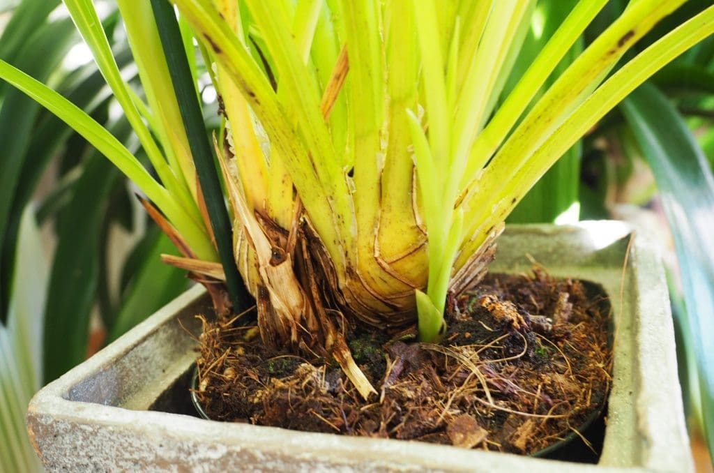 cymbidium erythraeum
