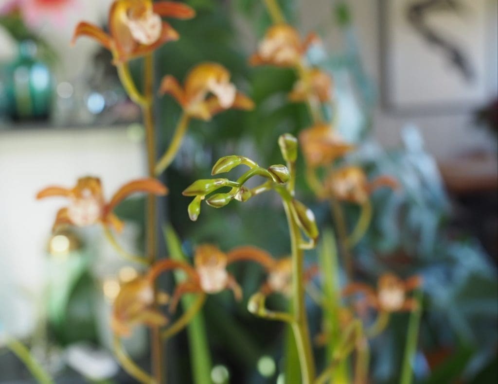 Cymbidium erythraeum