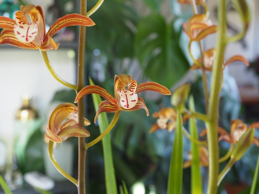cymbidium erythraeum