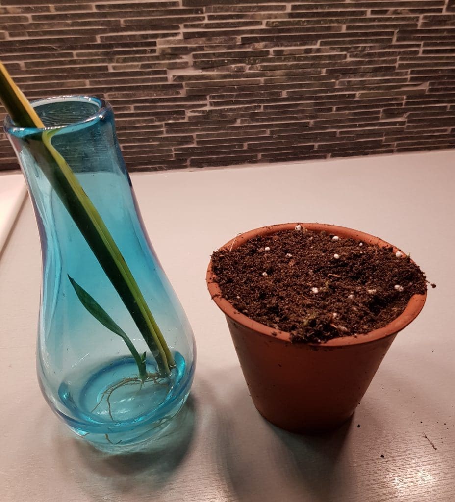 Sansevieria