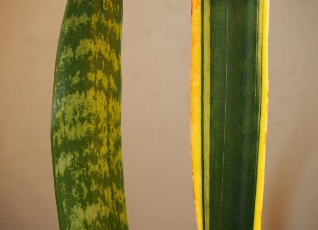 Sansevieria