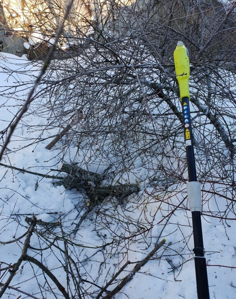 vinter og kirsebærtre
