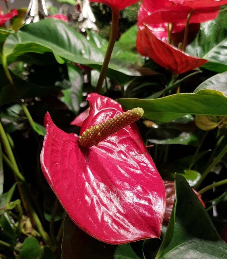 anthurium