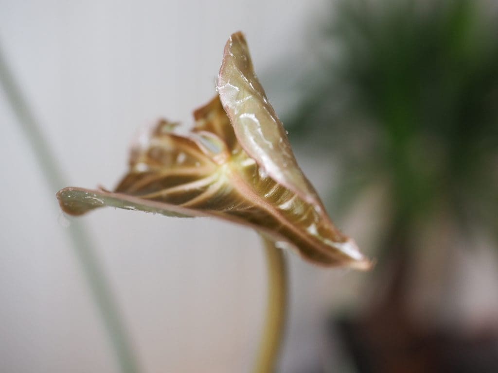 anthurium clarinervium