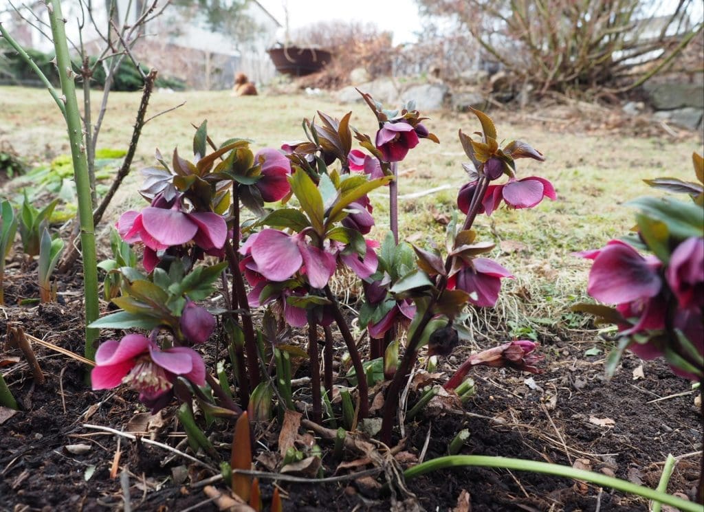 helleborus orientalis