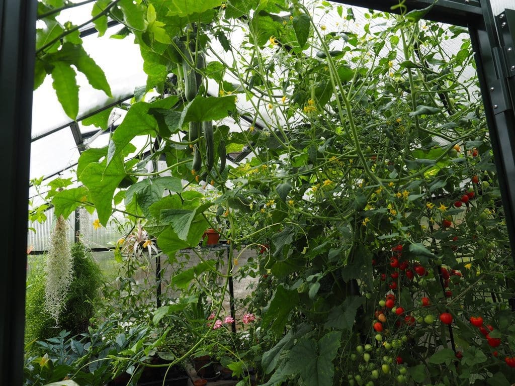 agurkplante