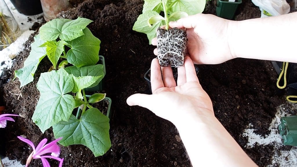 agurkplante