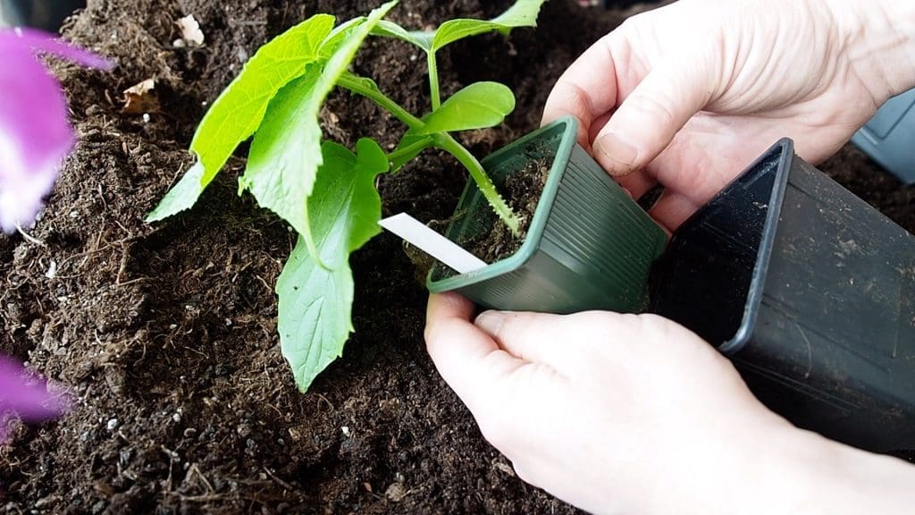 agurkplante