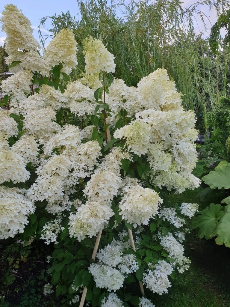 Syrinhortensia