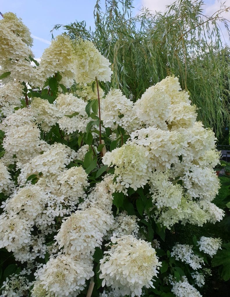hydrangea paniculata