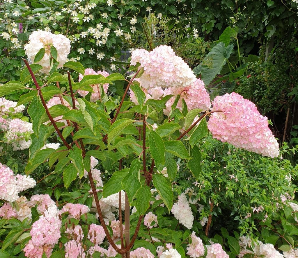 knekte grener på syrinhortensia