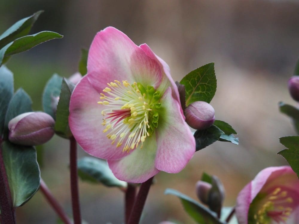 Julerose i januar