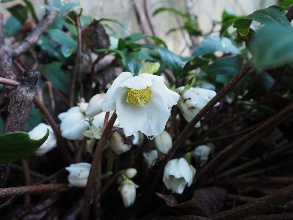 Julerose i januar