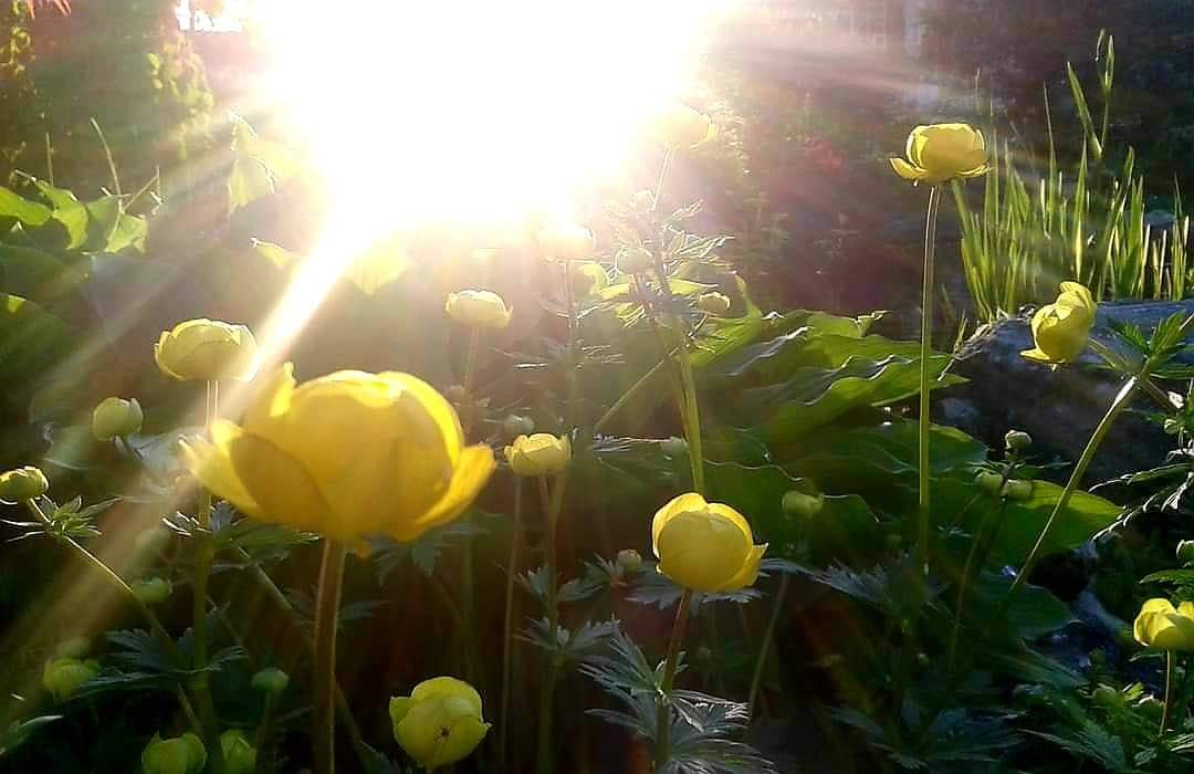 Ballblom i sommersol