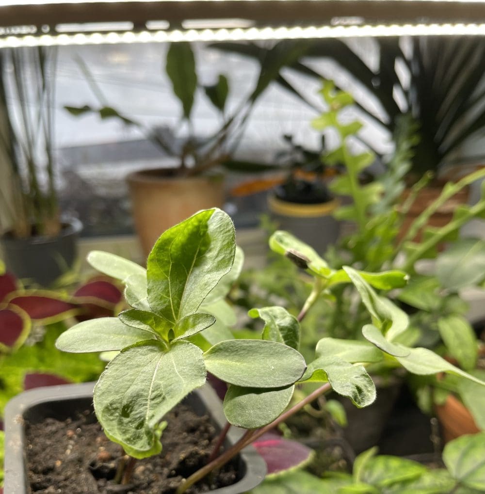 solsikker under plantelys