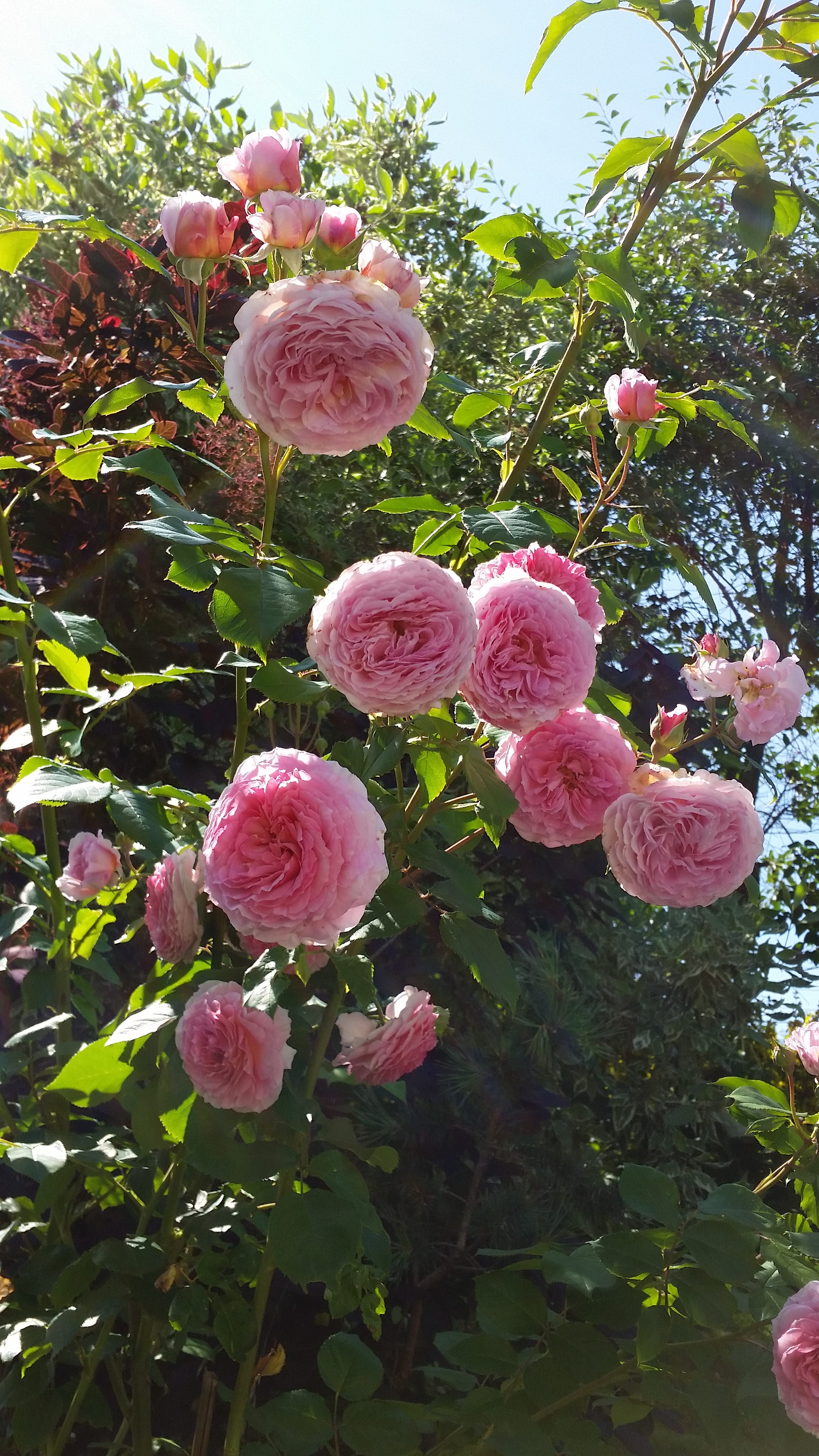 Kanskje tid for å klippe rosebuskene i helga?