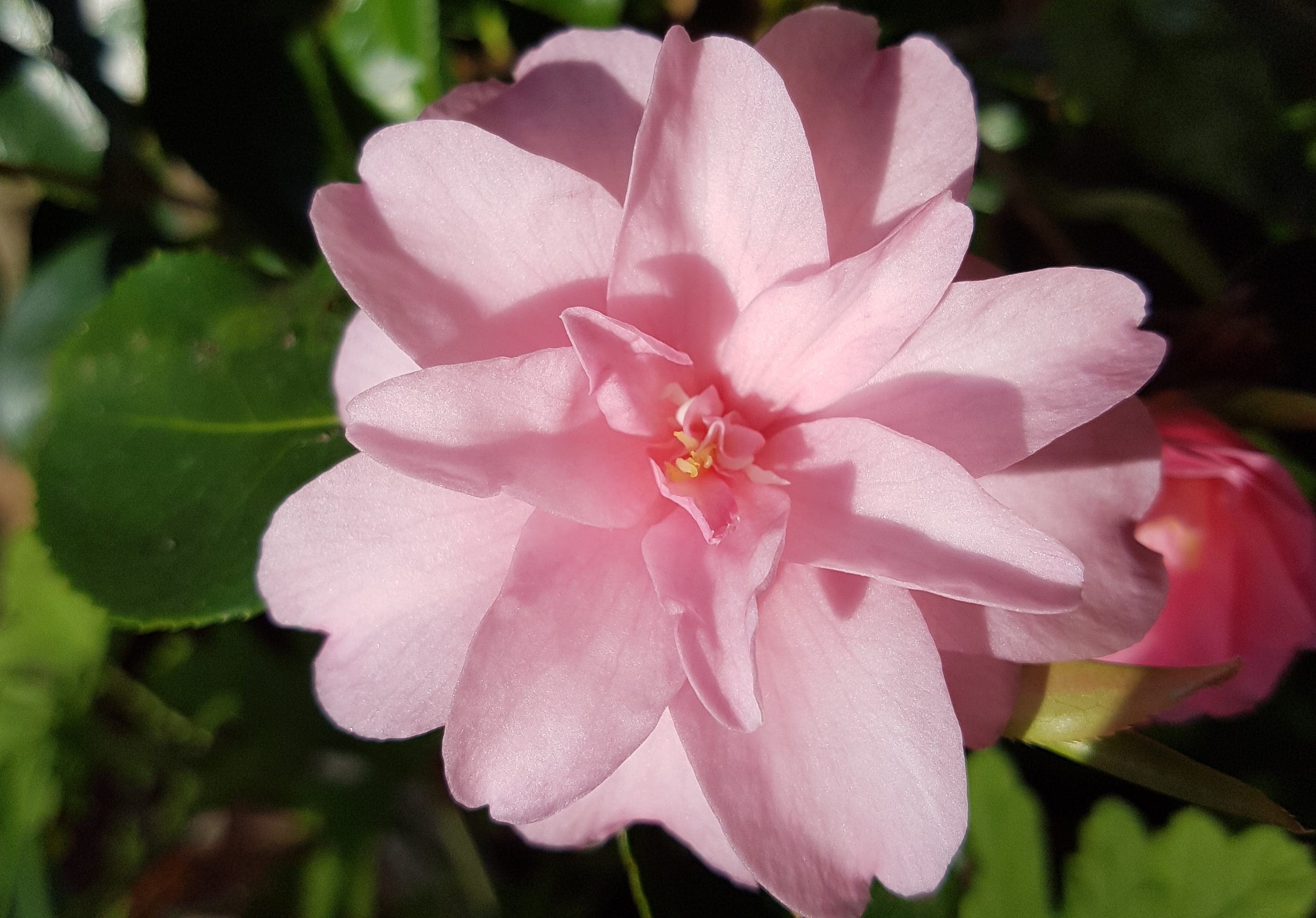 Dronninga i vinterhagen — Camellia japonica eller Kamelia