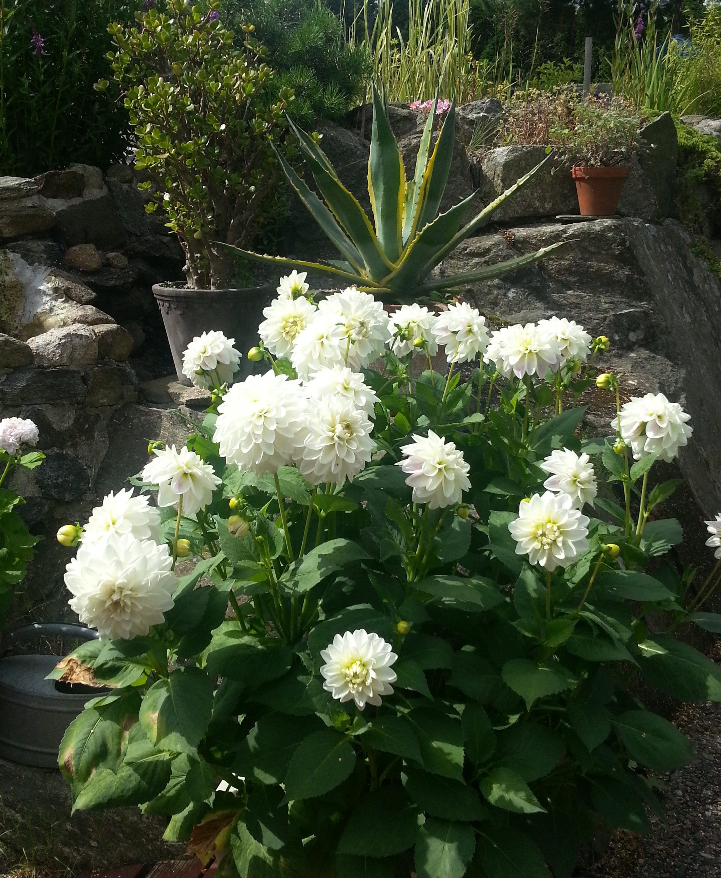Vil du ha tettere Georginer og mer blomsterprakt i sommer?