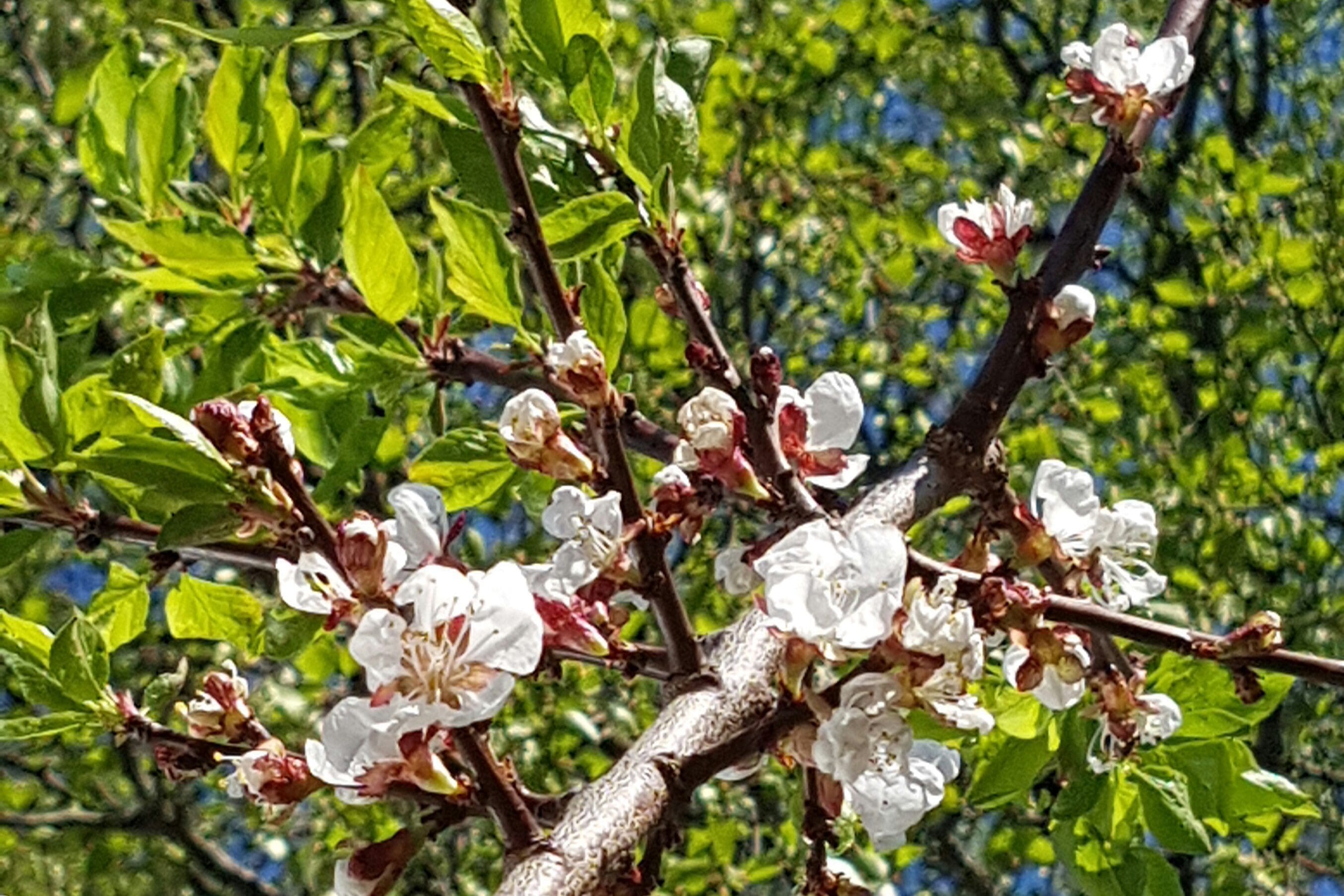 Hvordan jeg planter et nytt aprikos tre i hagen.