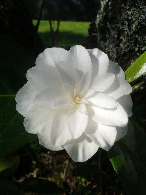 Camellia blomst