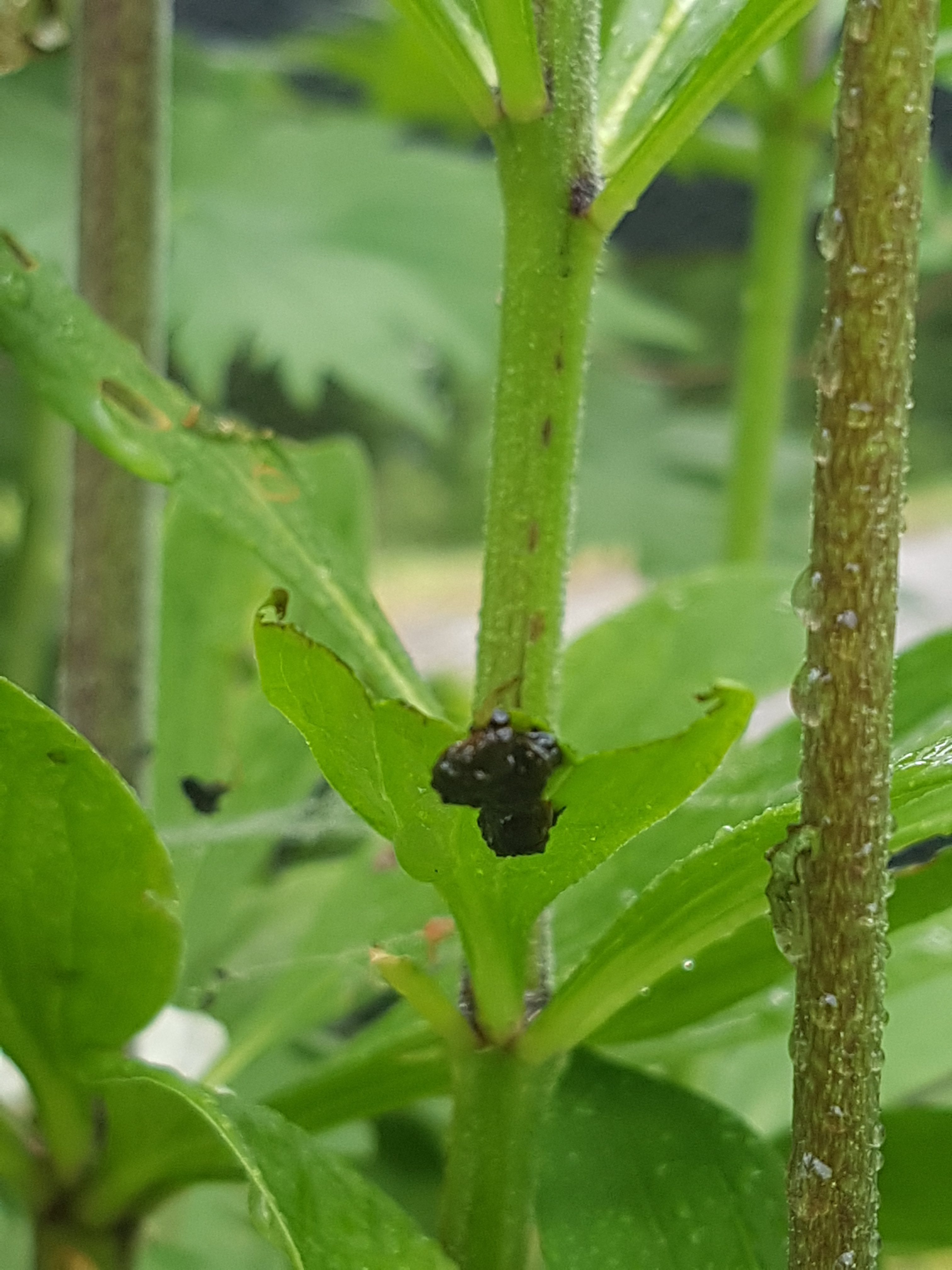 Liljebillelarve med halvspist blad