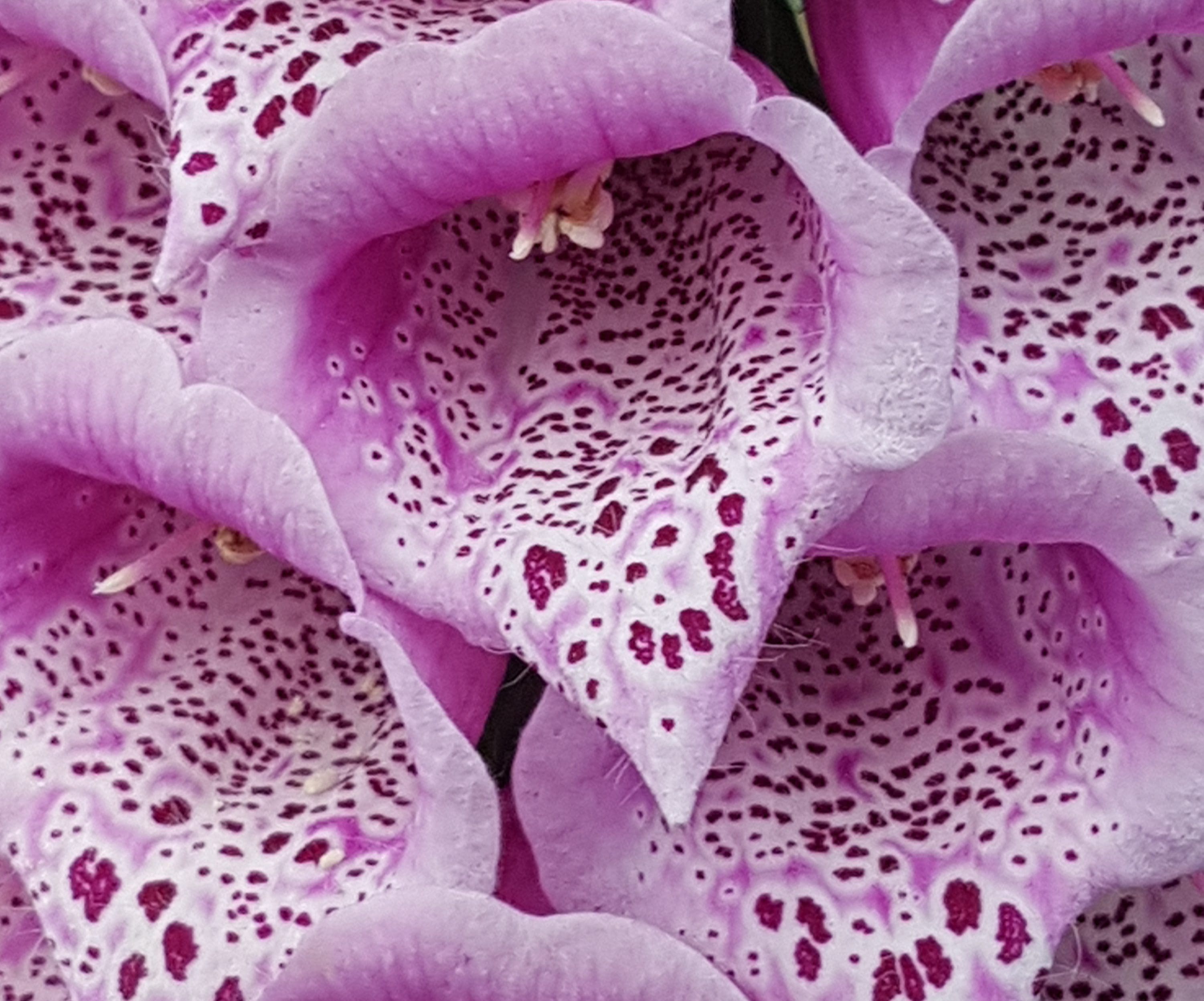 10 av de mest giftige plantene i hagen.