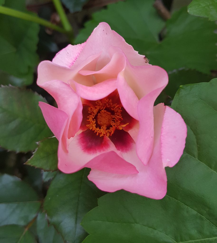 Rosa persica hybrid